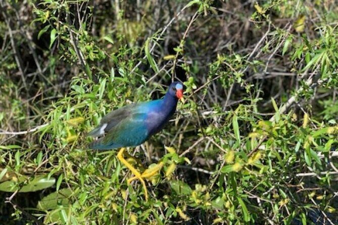 60 Minutes Small Group Everglades Airboat Ride in Miami - The Experience: What to Expect from the Tour