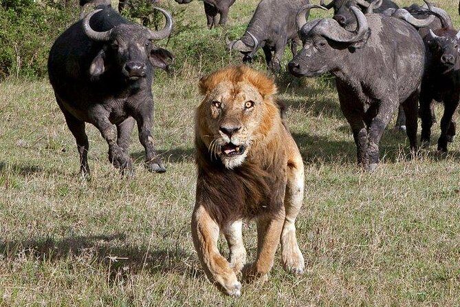 6Days Amboseli, Lake Nakuru and Masai Mara Camping Safari on Jeep - Who Is This Tour Best For?