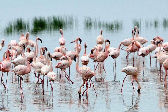 6Days Amboseli, Lake Nakuru and Masai Mara Camping Safari on Jeep - FAQ