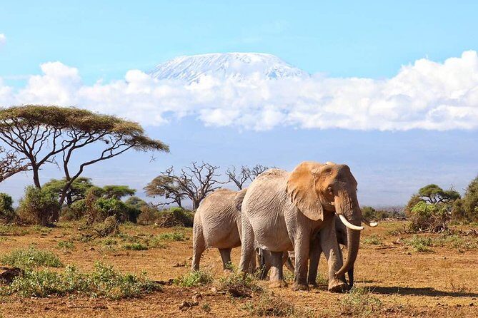 6days Masai mara-lake nakuru via Lake naivasha-Amboseli 4x4 jeep Safari - Key Points