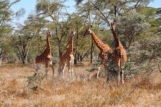 6days Masai mara-lake nakuru via Lake naivasha-Amboseli 4x4 jeep Safari - What’s Included and What’s Not