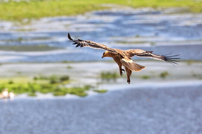 6days Masai mara-lake nakuru via Lake naivasha-Amboseli 4x4 jeep Safari - Who Will Love This Tour?