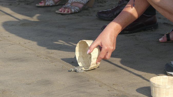 6Hr Cruise or Hotels City Tour, Divers, Baby Turtles Peace Chapel - Authentic Experiences and Local Insights