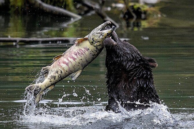 6hr Custom Private Tour of Ketchikan (4 People) Wildlife + More - The Sum Up
