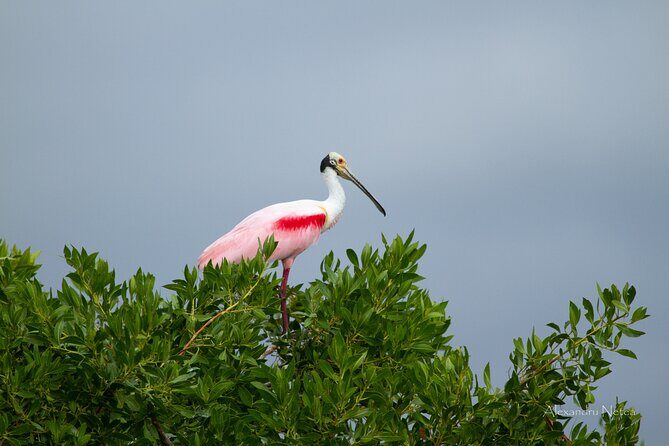6hrs of Sailing in Bacalar Lagoon: discover Cenotes, Islands and Stromatolites. - FAQs