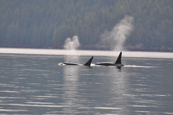 7-8 Hour Zodiac Whale Watching Tour - An Introduction to an Authentic Coastal Journey