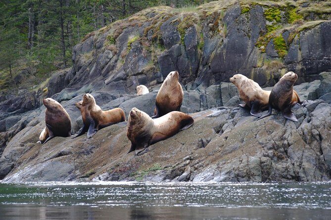 7-8 Hour Zodiac Whale Watching Tour - Wildlife and Scenery: Why It’s Worth It