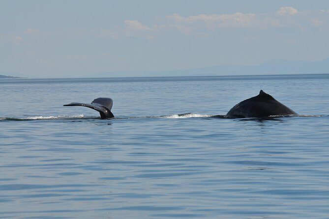 7-8 Hour Zodiac Whale Watching Tour - Comfort, Safety, and Practicalities