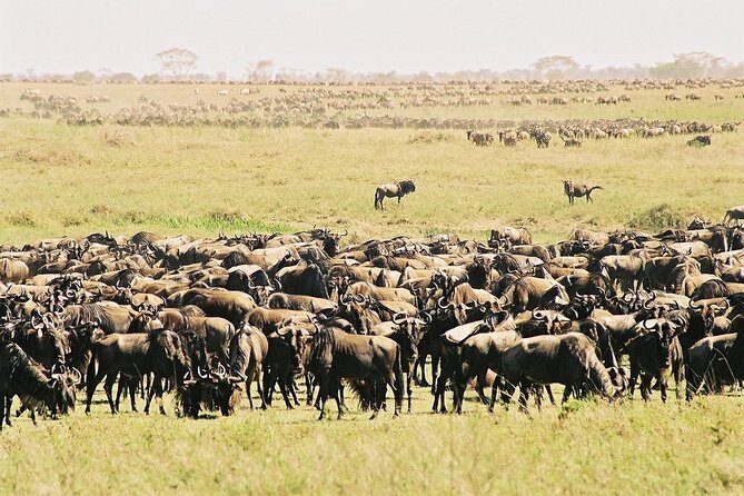 7 Day 6 nights Great Migration Classic Tanzania Safari - A Closer Look at the 7-Day Itinerary