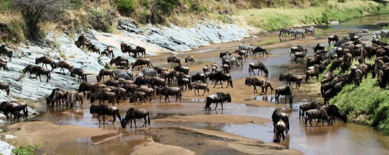 7-Day Best of Tanzania Camping Safari on a 4x4 Land Cruiser - A Practical Guide to the 7-Day Best of Tanzania Safari