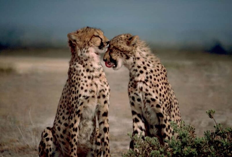 7-Day Budget Camping Safari in Tanzania - Introduction: Why This Safari Stands Out