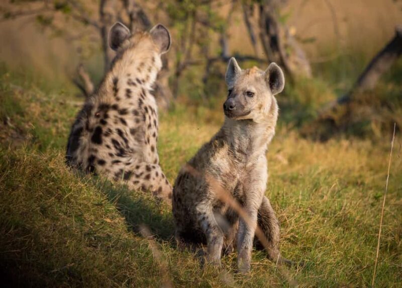 7-Day Budget Camping Safari in Tanzania - What’s Included and What’s Not
