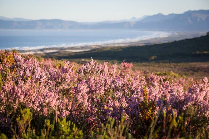 7-day Cape Town, Winelands, Garden Route and Addo National Park - Day 1: Historical Foundations and Vibrant Culture
