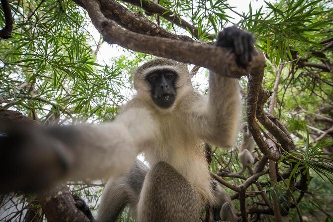 7 Day Classic Kruger National Park Safari - Final Thoughts: Is It Worth It?
