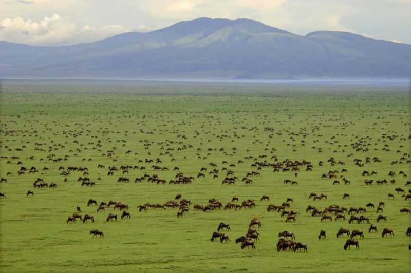 7-Day Classic Northern Circuit Safari - Starting Off in Tarangire National Park