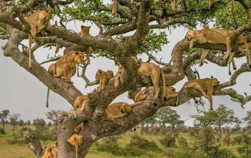 7-Day Classic Northern Circuit Safari - Ngorongoro Crater: A Natural Amphitheater