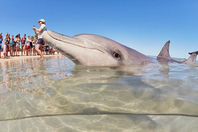 7-Day Exmouth Explorer via Pinnacles Monkey Mia Ningaloo Reef returning to Perth - Who Will Love This Tour?