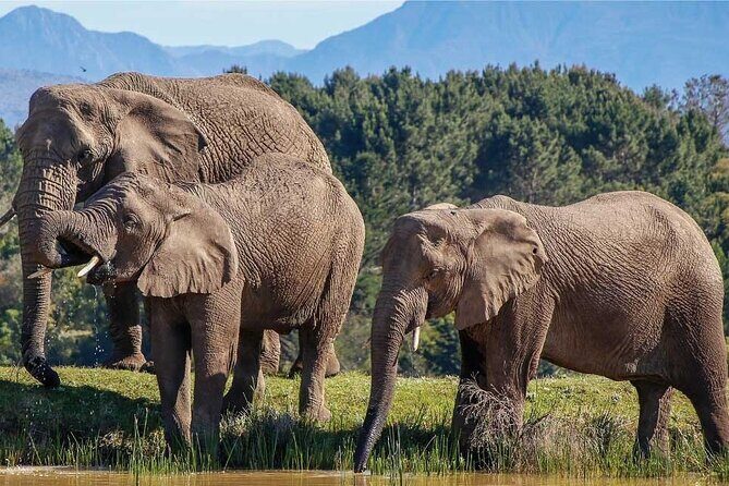 7-Day Garden Route Safari Adventure from Cape Town - The Starting Point: Cape Town to Wilderness