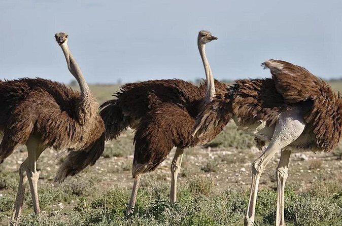 7-Day Garden Route Safari Adventure from Cape Town - Practical Considerations