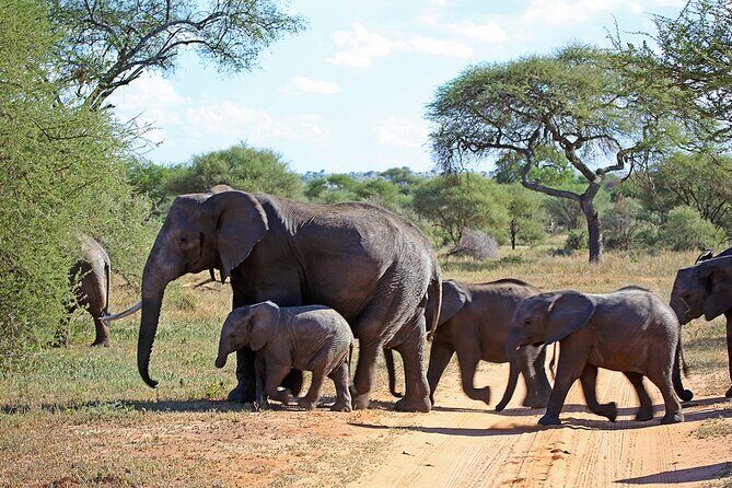 7 Day Grand Tanzania Safari - What Makes This Safari Stand Out?