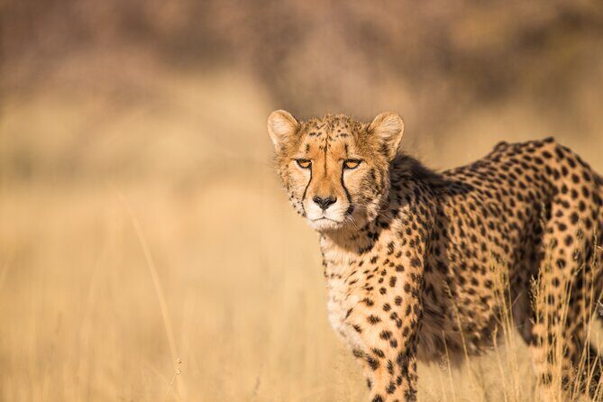 7 Day Grand Tanzania Safari - Final Thoughts