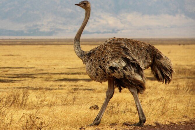7 Day Grand Tanzania Safari - FAQs