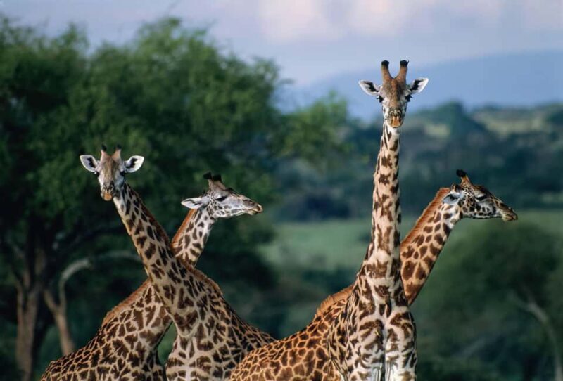 7-Day Group Safari from Zanzibar: - Final Thoughts: Is This Safari for You?