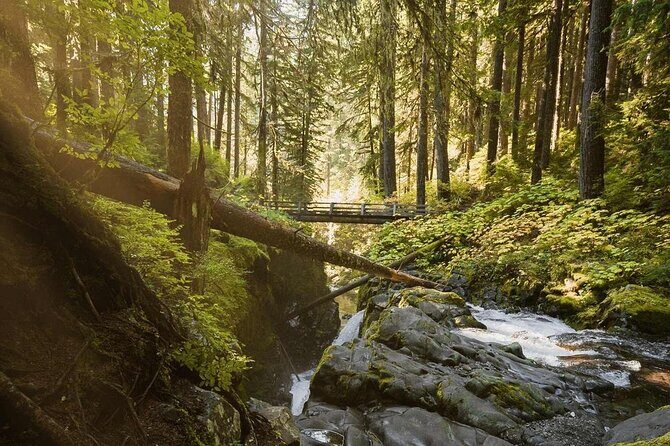 7 Day Guided Small Group Tour On Vancouver Islands West Coast - Day 4: Rainforests, Petroglyphs, Waterfalls, and Artisanal Towns