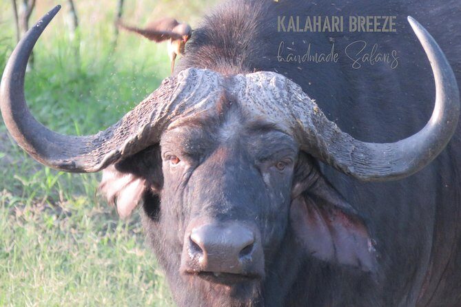 7 Day Highlights Of Botswana Overland Tour ACCOMODATED (midrange) - Who Is This Tour Best For?