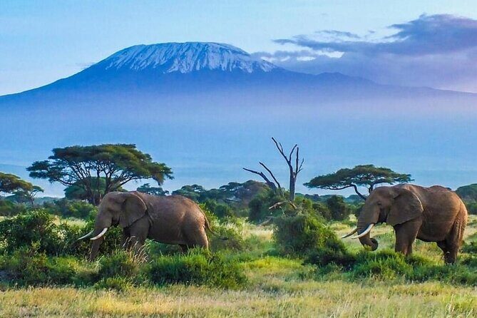 7-Day Kilimanjaro Climb Machame Route - An Honest Look at the 7-Day Kilimanjaro Machame Route