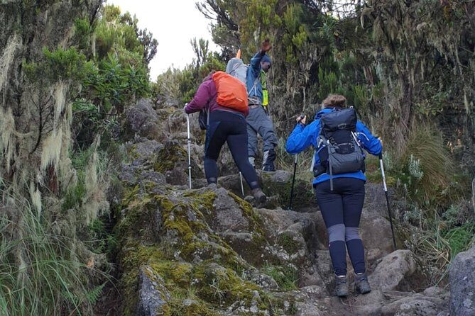 7-Day Kilimanjaro ClimbLemosho R. Scenic Adventure to the summit - The Experience from Reviews and What It Means for You