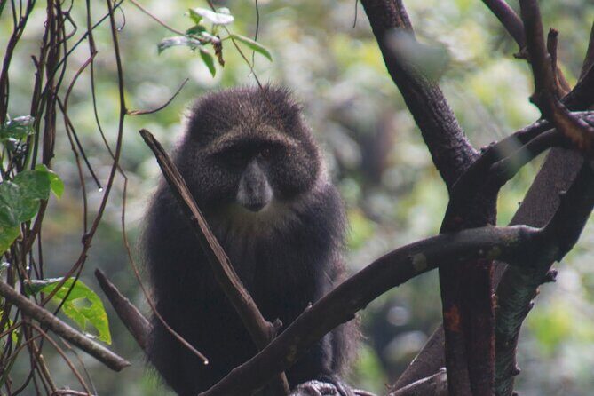 7 Day Kilimanjaro Machame climb - Practicalities and Tips