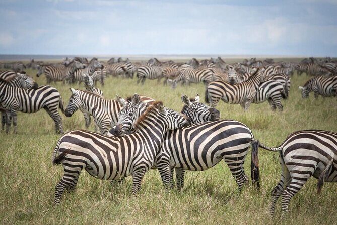 7-Day Lake Manyara, Ngorongoro Crater and Serengeti Private Tour - FAQs