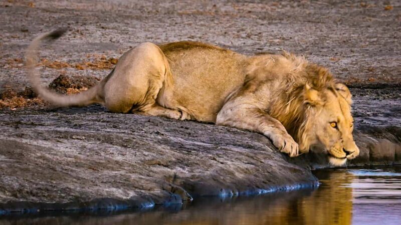 7-Day Luxury Safari: Samburu, Nakuru & Masai Mara Adventure - A Closer Look at the 7-Day Kenya Safari