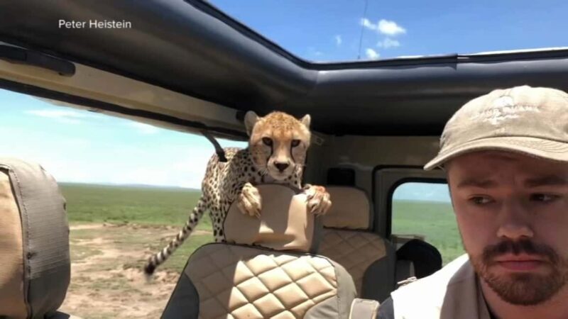 7-Day Luxury Safari to Amboseli, Lake Naivasha & Masai Mara - Key Points