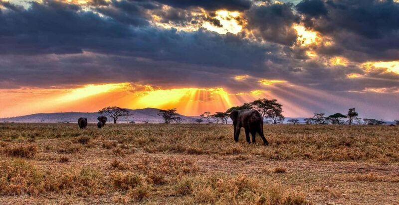 7-Day Luxury Serengeti Safari & Balloon Adventure - What’s Included and What’s Not