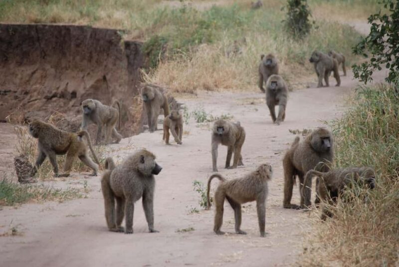 7-Day Luxury Serengeti Safari & Balloon Adventure - The Sum Up