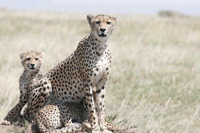 7-Day Magical Tanzania Safari -Premium High End Package - A Closer Look at the Experience
