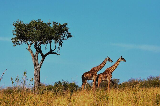 7-Day Magical Tanzania Safari -Premium High End Package - Final Thoughts