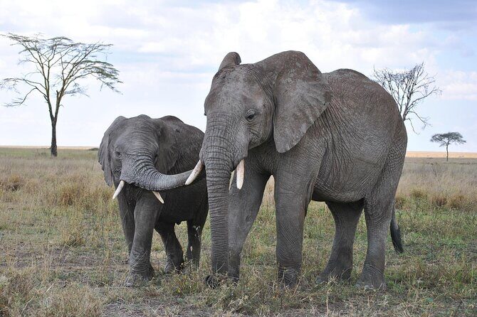 7-Day Magical Tanzania Safari -Premium High End Package - FAQ