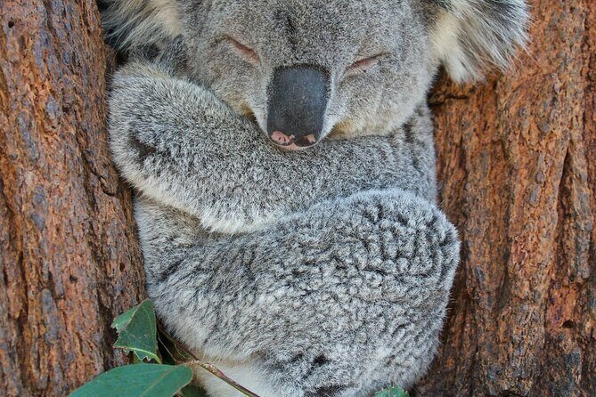 7-Day Magnificent Melbourne and Surrounds Guided Tour - Wildlife and Wine in Yarra Valley