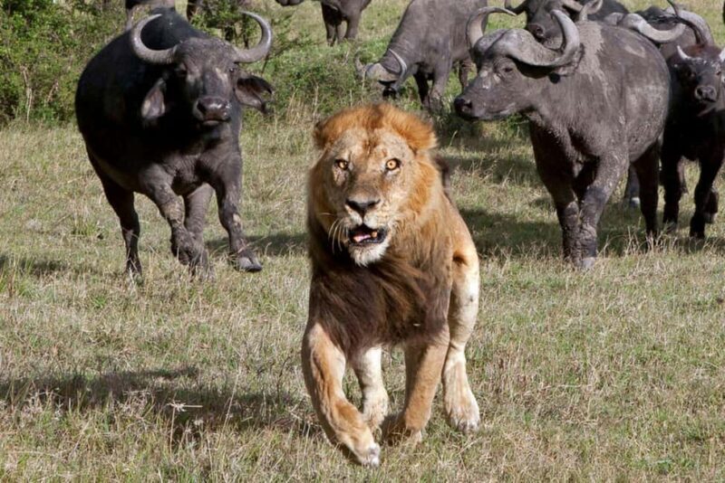 7-Day Manyara, Serengeti, Ngorongoro and Mto Wa Mbu Safari - The Sum Up: Who Should Consider This Safari?