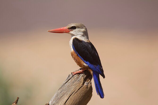 7-Day Masai Mara Lake Nakuru Samburu and Ol Pejeta Kenya Safari - Who Is This Safari Best For?