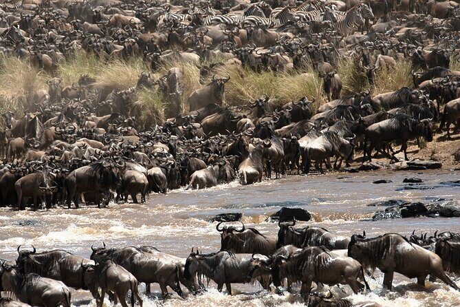 7-Day Masai Mara Lake Nakuru Samburu and Ol Pejeta Kenya Safari - Final Thoughts
