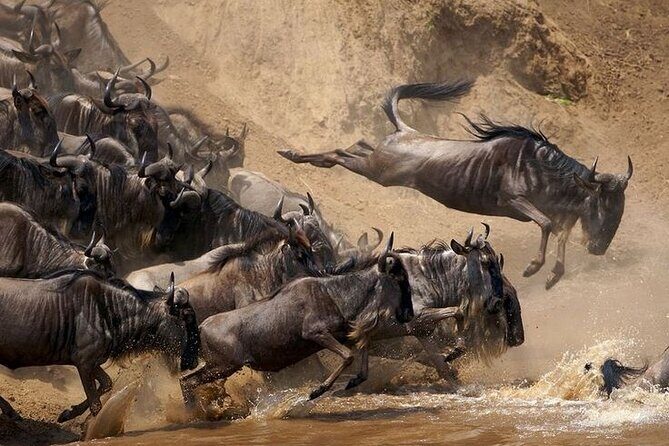 7-Day Masai Mara Nakuru Amboseli Kenya Budget Safari - An In-Depth Look at the Safari Experience