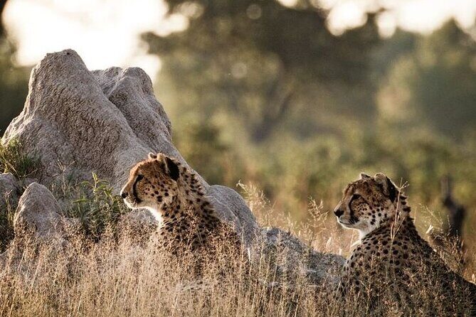 7-Day Masai Mara Nakuru Amboseli Kenya Budget Safari - The Sum Up