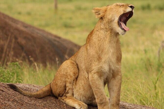 7-Day Masai Mara Nakuru Amboseli Kenya Budget Safari - FAQ