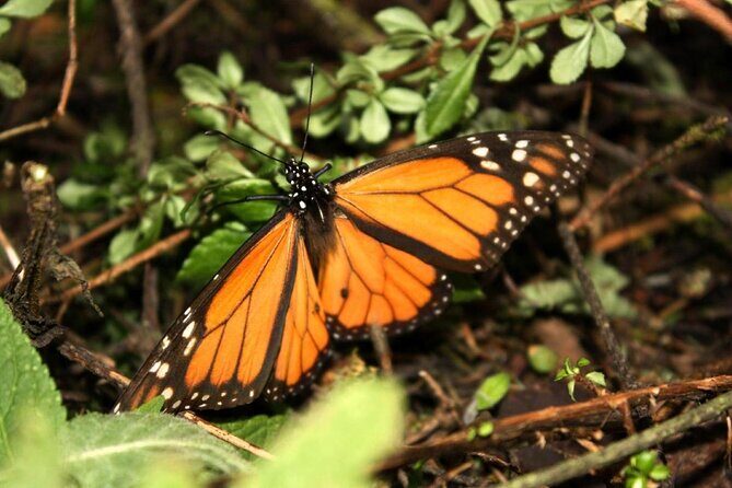 7 Day-Monarch Butterfly Ecofriendly Tour in Mexico - An In-Depth Look at the Itinerary
