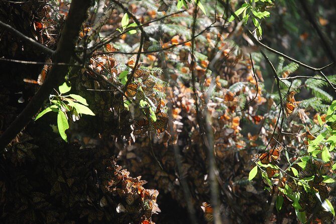 7 Day-Monarch Butterfly Ecofriendly Tour in Mexico - Final Thoughts: Who Will Love This Tour?