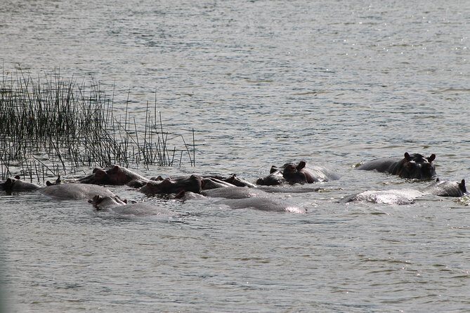7-Day Murchison Falls, Chimps & Gorilla Trekking - The Itinerary Breakdown: From Plains to Forests